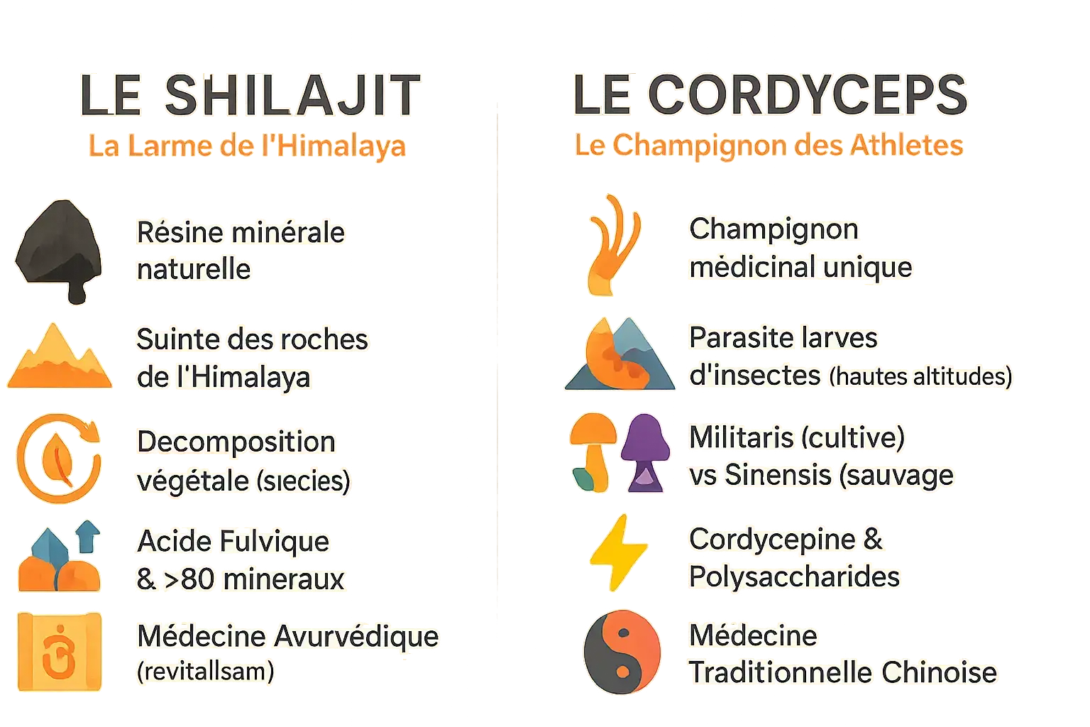 Shilajit et Cordyceps, deux super-aliments de l'Himalaya